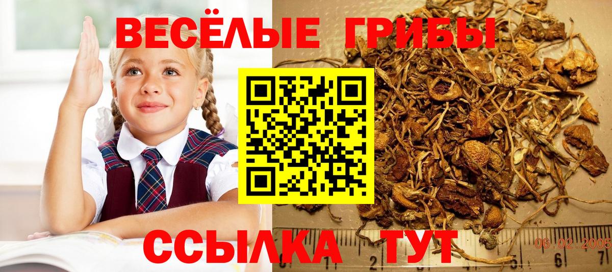 Галлюциногенные грибы мицелий  Вход с VPN  Мурино  Псилоцибиновые грибы MAGIC MUSHROOMS 